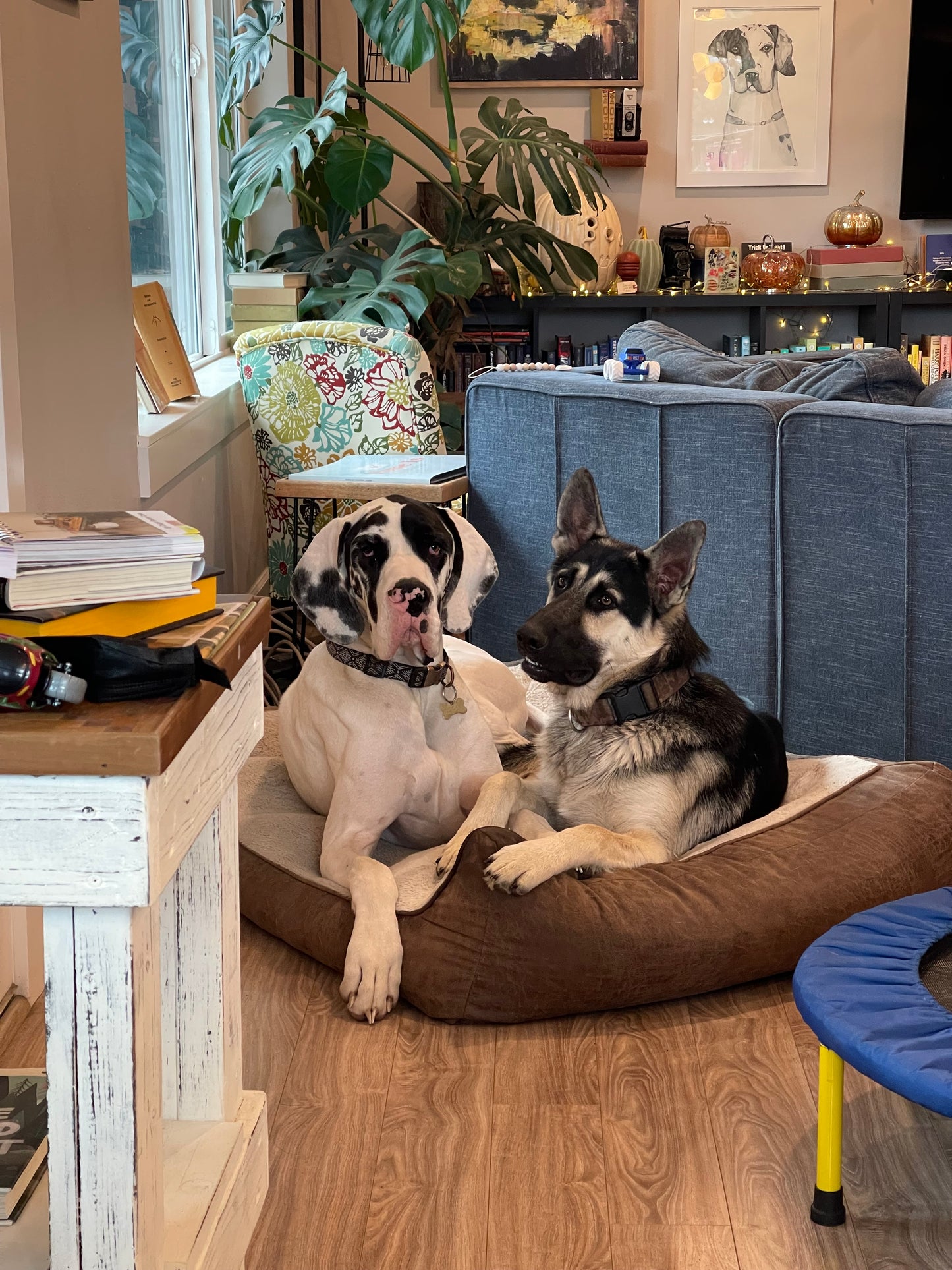 "Can I Pet That Dog?" T-Shirt